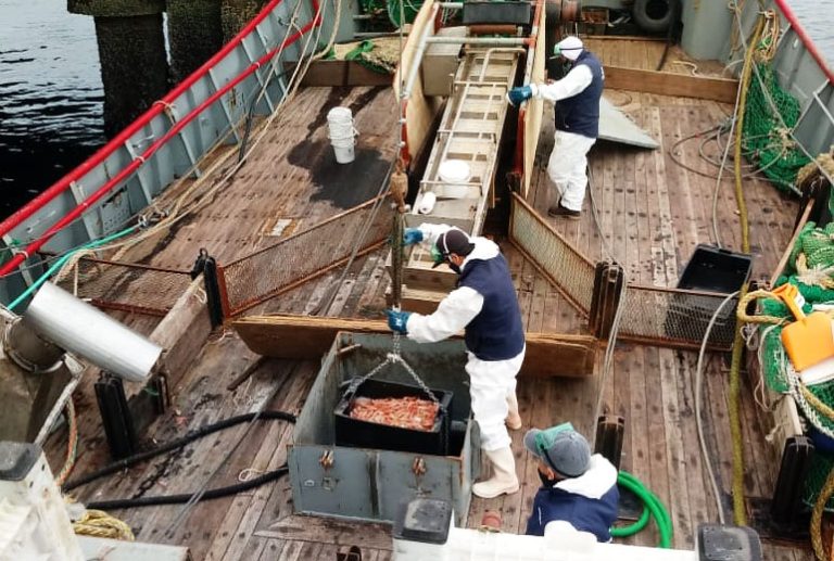 Langostino. Férreo control en los muelles patagónicos