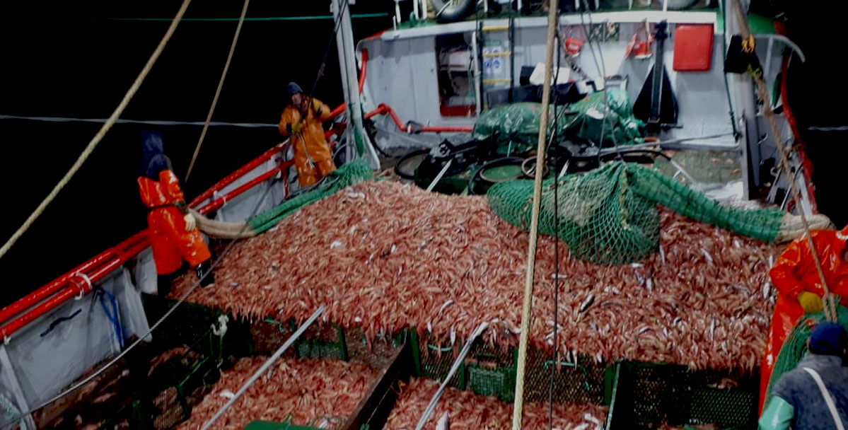Habilitan nuevas áreas para la pesca de langostino en aguas nacionales