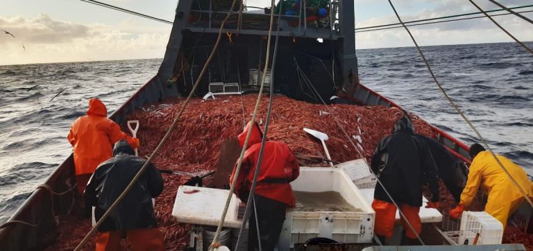 Se suman más fresqueros a la temporada de langostino