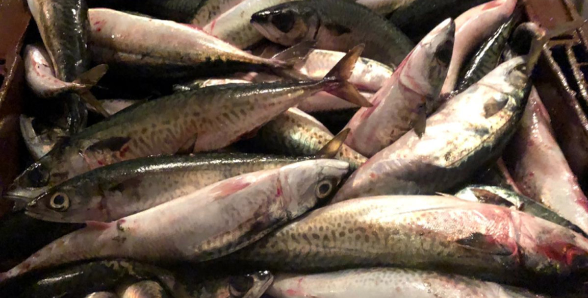 La caballa gana espacio entre buques fresqueros de altura y costeros