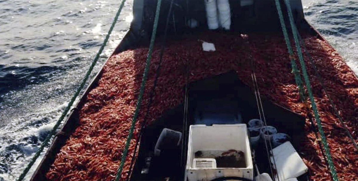 Proyectan prospección de langostino hacia el norte