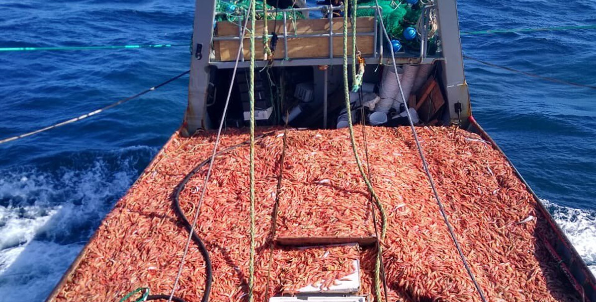 Langostino: se cierra la temporada en área de veda de merluza
