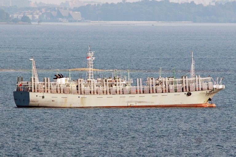 China, prohíbe pesca de calamar