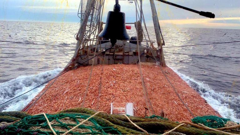 Langostinos en aguas nacionales. Habilitan nueva subárea