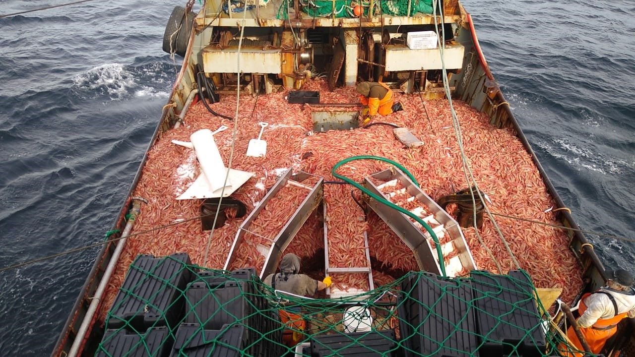 Langostino. Autorizan prospección subárea 6