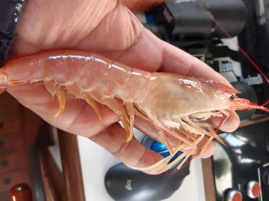 Langostino en aguas nacionales, nuevos cierres y prospecciones