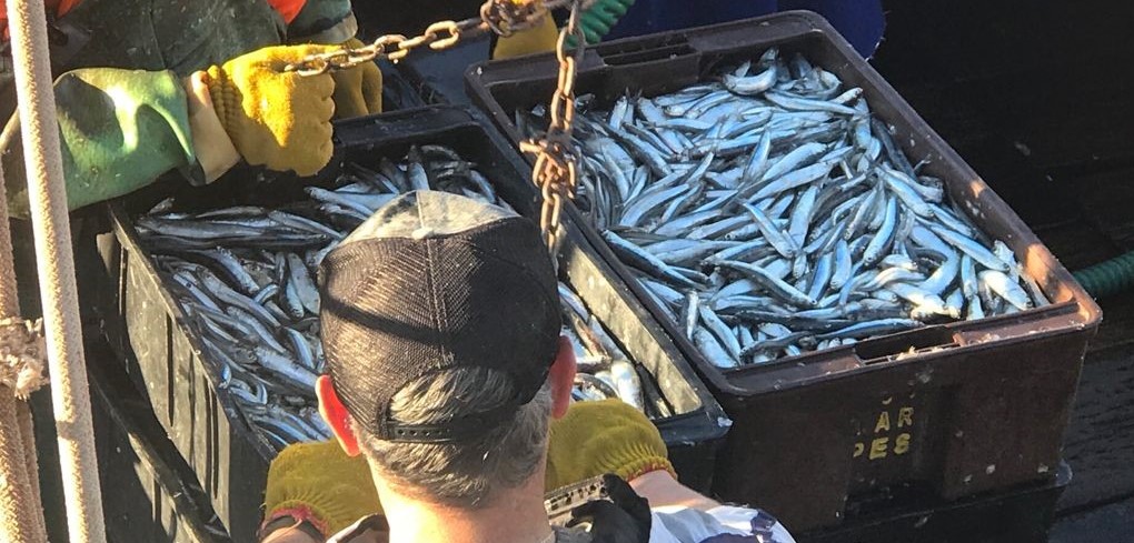 Lanchas de la banquina chica tocan anchoíta