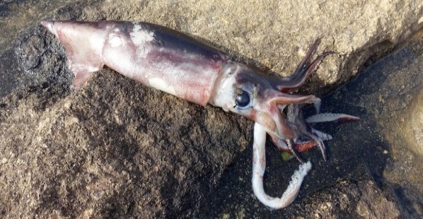 Preocupante. Calamar Loligo. Sobrepesca española en Malvinas