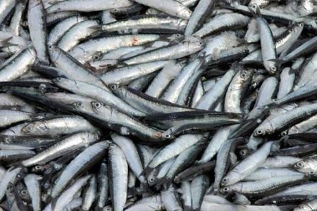 AnchoÃta, de buena calidad, poca y lejos