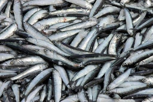 Anchoíta, de buena calidad, poca y lejos