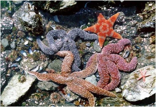 Cambio Climático. Acidificación de los océanos