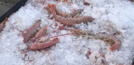 Langostino, hoy, nueva prospecci贸n y 谩reas reabiertas