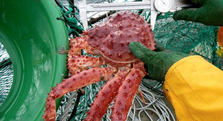 Centolla. Consejo Federal Pesquero autoriza exploraci贸n m谩s al sur