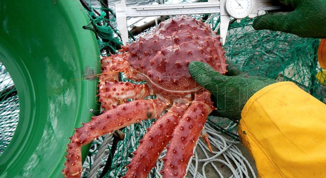 Centolla. Consejo Federal Pesquero autoriza exploración más al sur