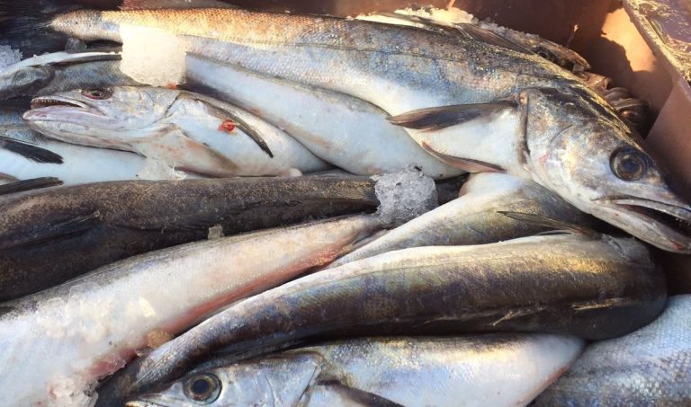 Merluza, precios sostenidos solo por unos d铆as