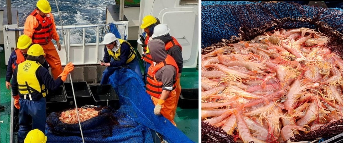 Prospección subárea 11 y campaña BIP Mar Argentino