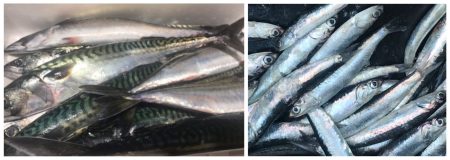 Sector conservero, desde Pesca buscan soluciones