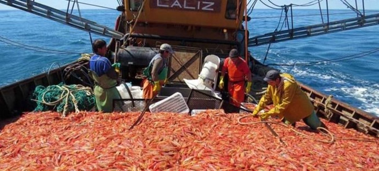 Langostino. Preocupante. La negociación gremial demora el comienzo de la temporada en Chubut