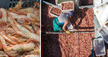 Aumentan las descargas de Langostino en Rawson