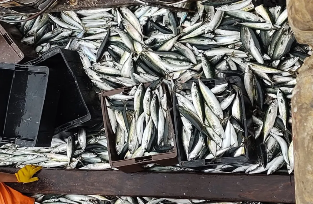 Caballa. Mar del Plata lidera las descargas, hoy otros 8000 cajones