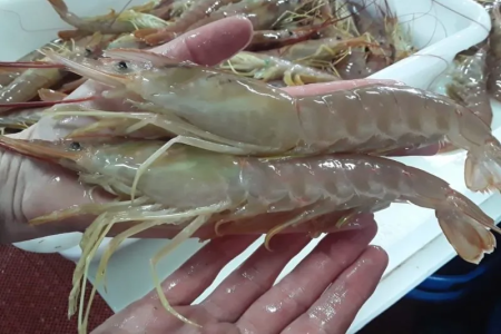 Langostino. Una especie que empuja en la actividad pesquera