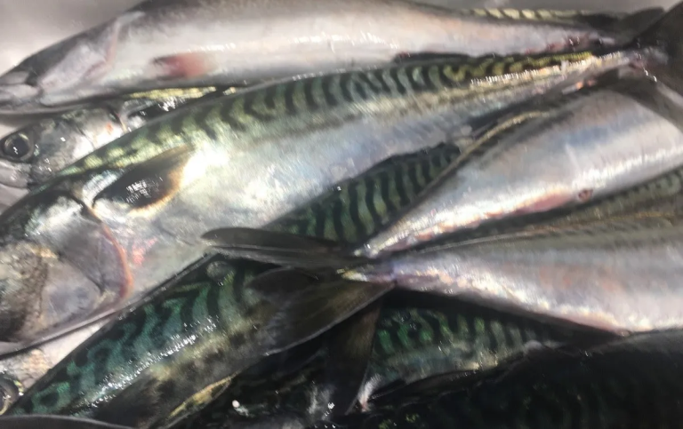 Las lanchas amarillas capturan caballa. Aumentan las descargas