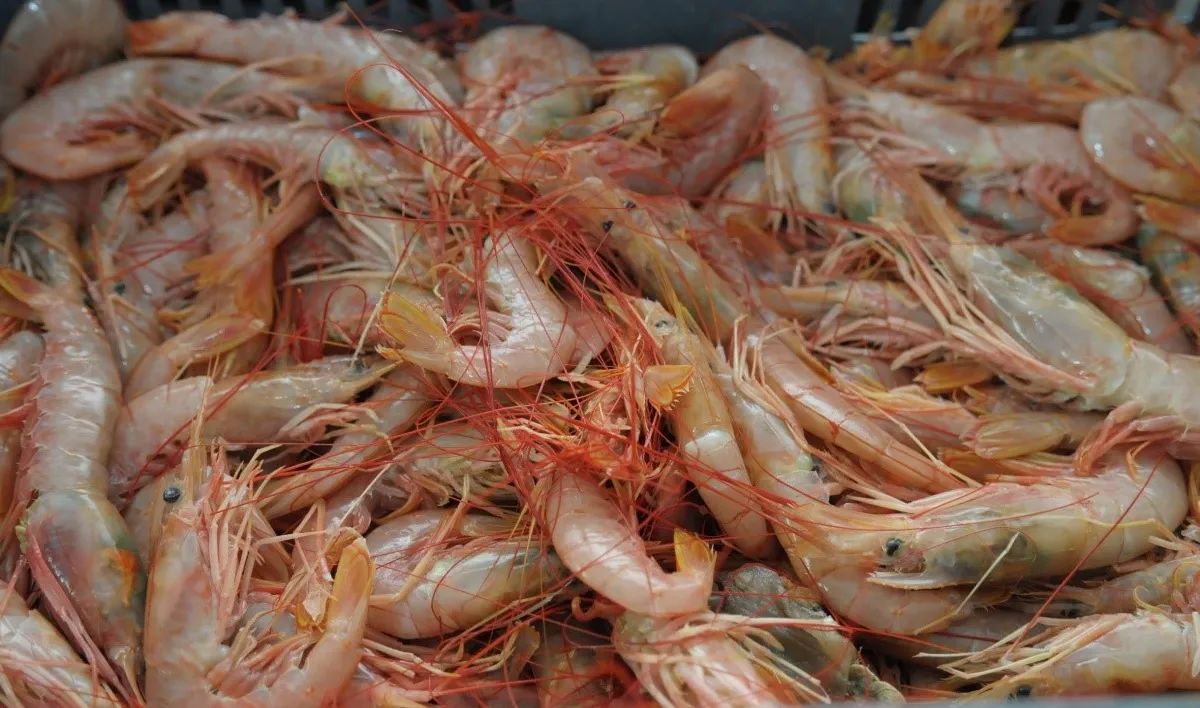 Langostino en Chubut, se afirma la temporada