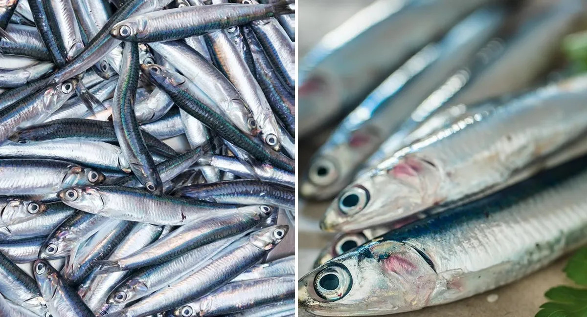 Anchoíta, se afirma la zafra con fresqueros de altura, cantidad y calidad superior