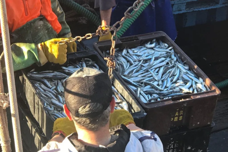 Ancho铆ta, detallado trabajo del INIDEP da certeza cient铆fica