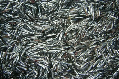 AnchoÃta, tamaño y cantidad aun no conforma