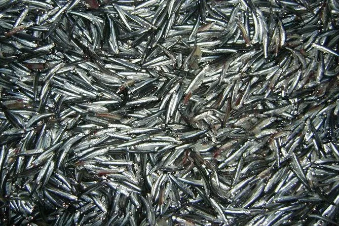 Anchoíta, tamaño y cantidad aun no conforma