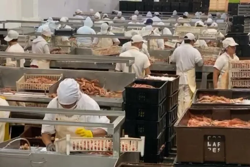 Bajan derechos de exportación para productos elaborados del mar argentino