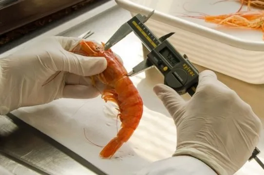 Nueva campaña de Investigación del recurso langostino a bordo del BP Bogavante Segundo