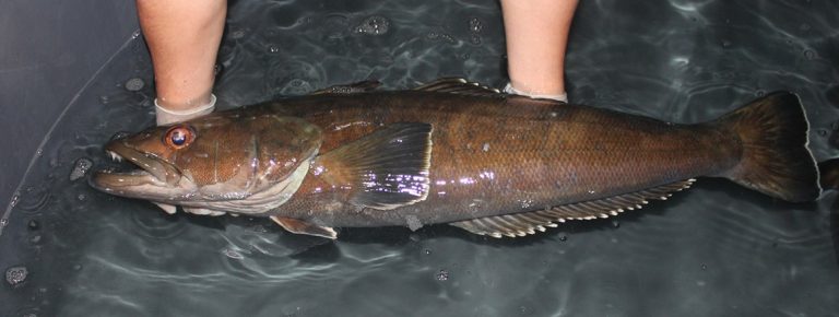 Con el ingreso a puerto del Argenova XIV, finaliz贸 la marcaci贸n de merluza negra