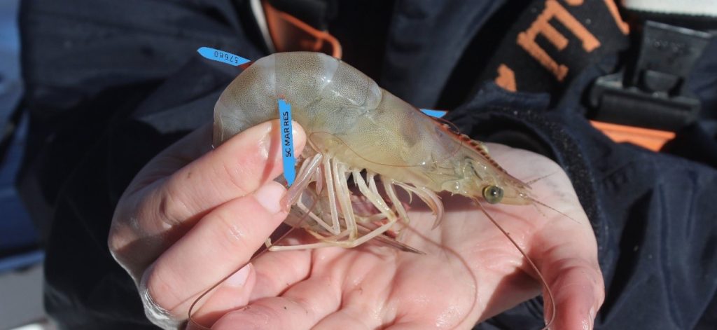 Donaron precintos para futura marcaci贸n de langostinos