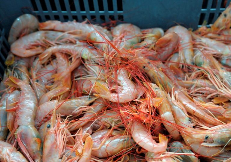 Langostino Chubut. Avanza con interrupciones, la zafra de aguas provinciales