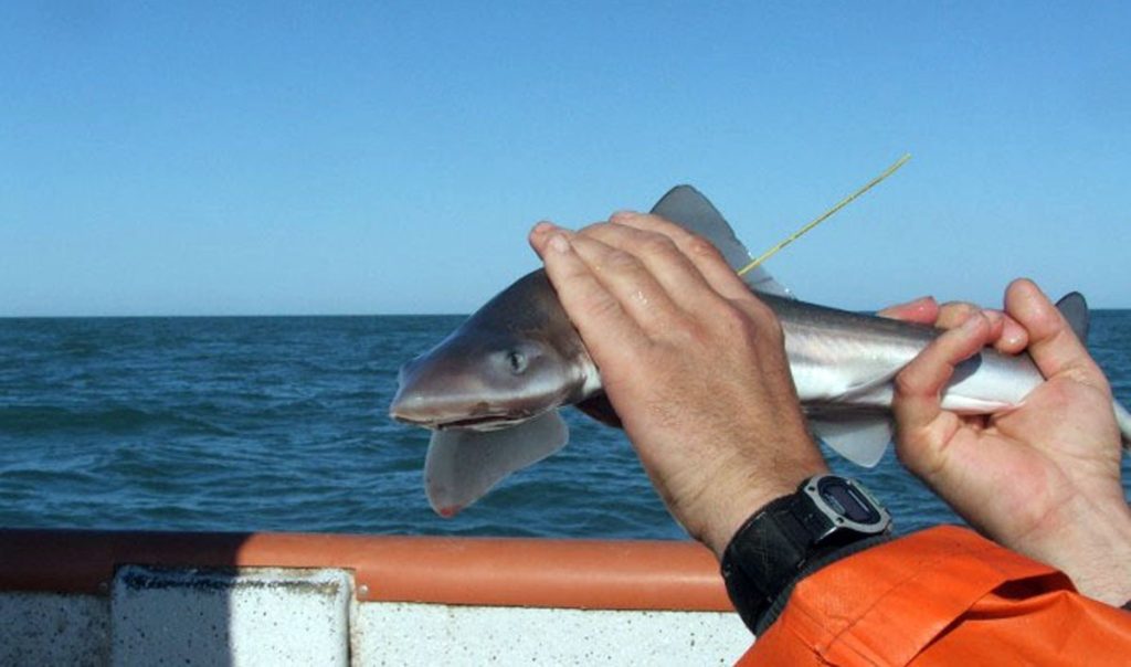 El INIDEP marca ejemplares de gatuzo