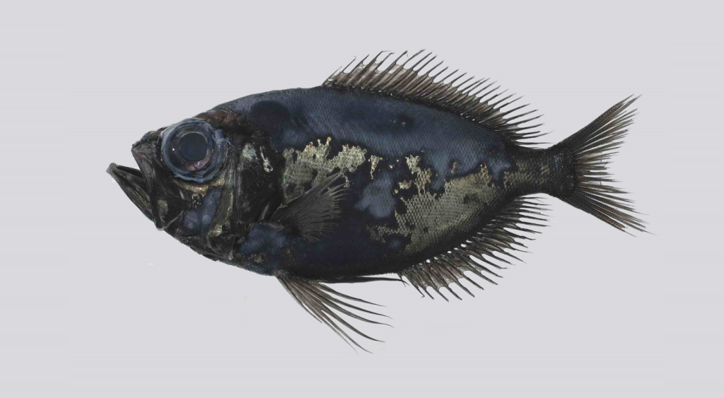 Cambio clim谩tico: pez tropical encontrado hasta en el C铆rculo Polar 脕rtico