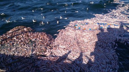 Acta Nro.1 del Consejo Federal Pesquero a帽o 2022. El Abadejo qued贸 pedido