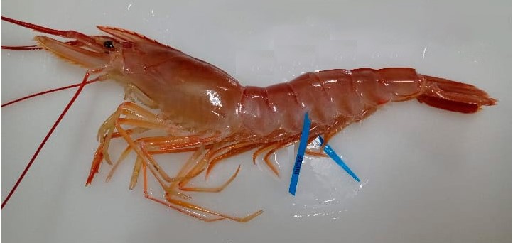 Se marcaron 3900 ejemplares de langostinos, ahora SE BUSCAN