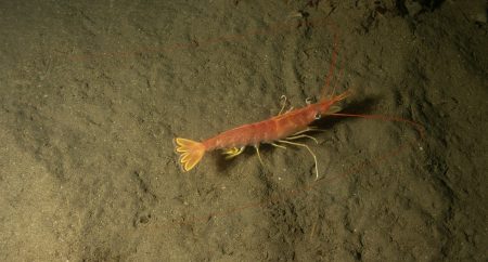 Langostino. Chubut desarrolló una campaña de investigación en aguas provinciales