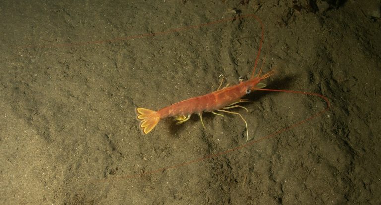 Langostino. Chubut desarroll贸 una campa帽a de investigaci贸n en aguas provinciales
