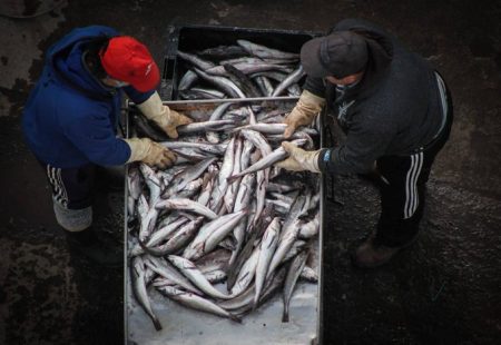 Nueva sesi贸n del Consejo Federal Pesquero