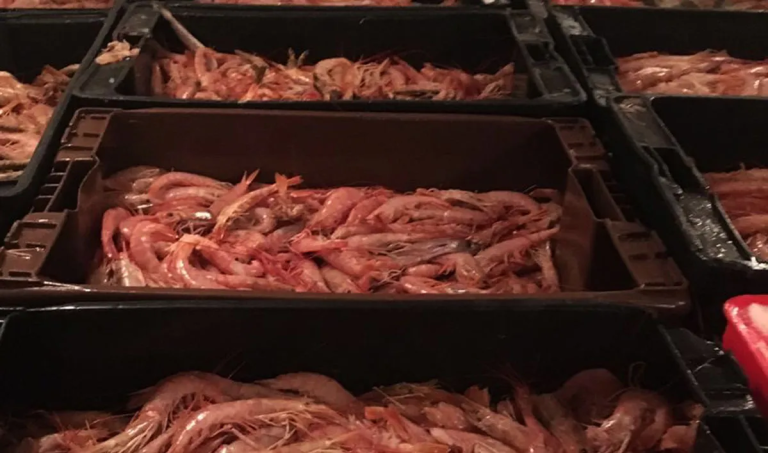 Los primeros fresqueros tocan langostino en el paralelo 42° Sur
