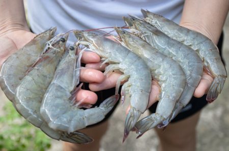 Langostino de criadero, una opci贸n futura