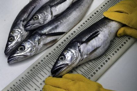 Crean el Sistema Nacional de Inspectores de Pesca