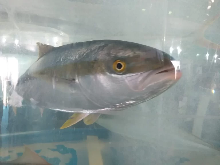 Maricultura: Pez lim贸n demanda insatisfecha y precios al alza