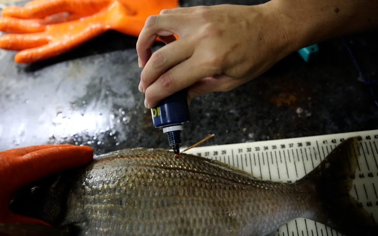 INIDEP releva y monitorea Besugos en cautiverio