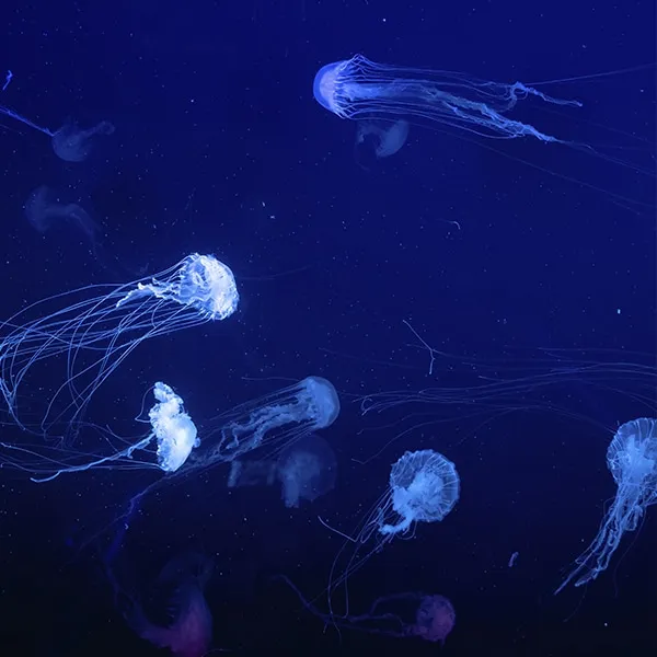 Comodoro Rivadavia: Jornadas de ciencias del mar