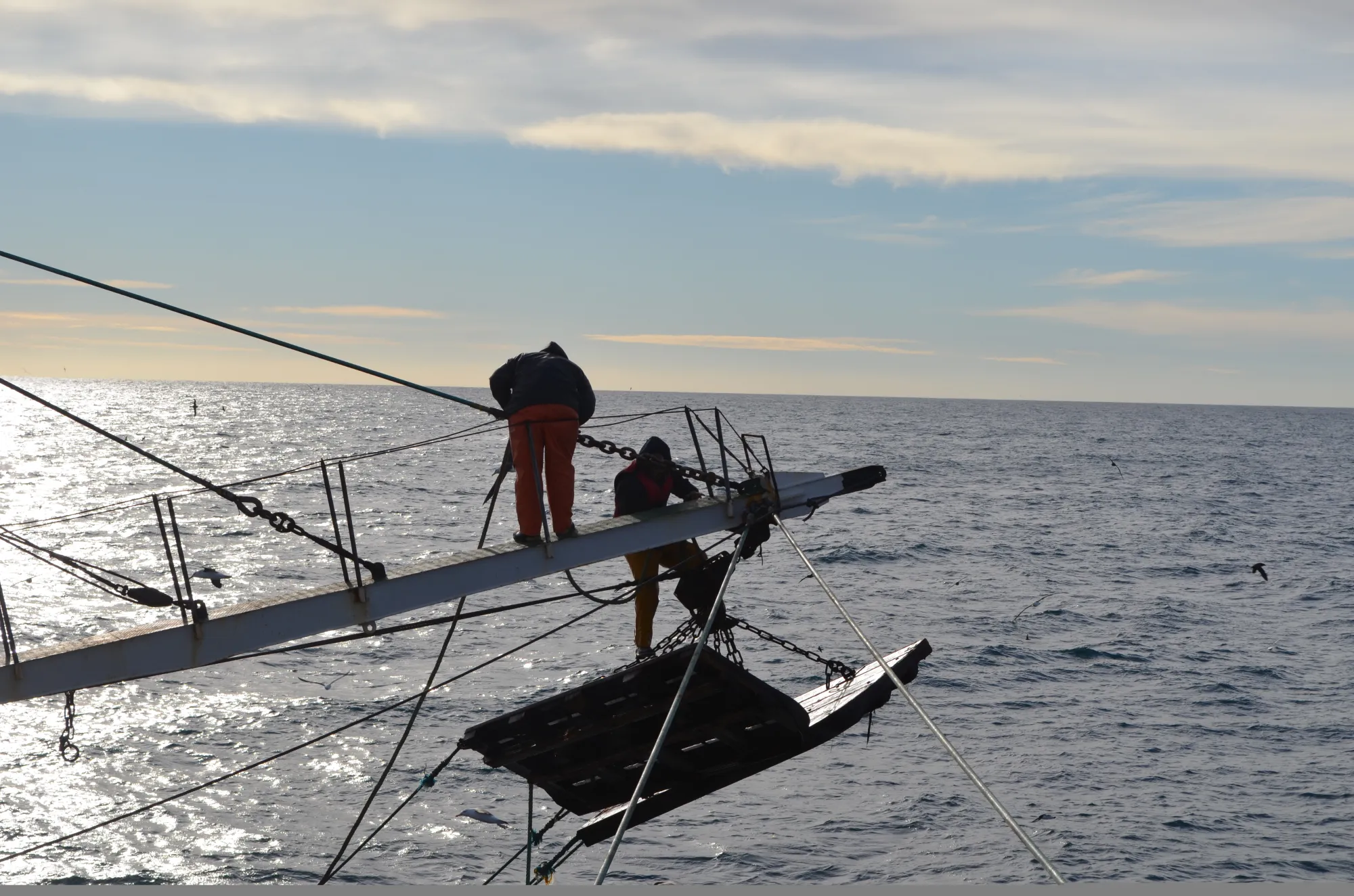 Langostino. La prospección del día 22 dará inicio a una nueva temporada